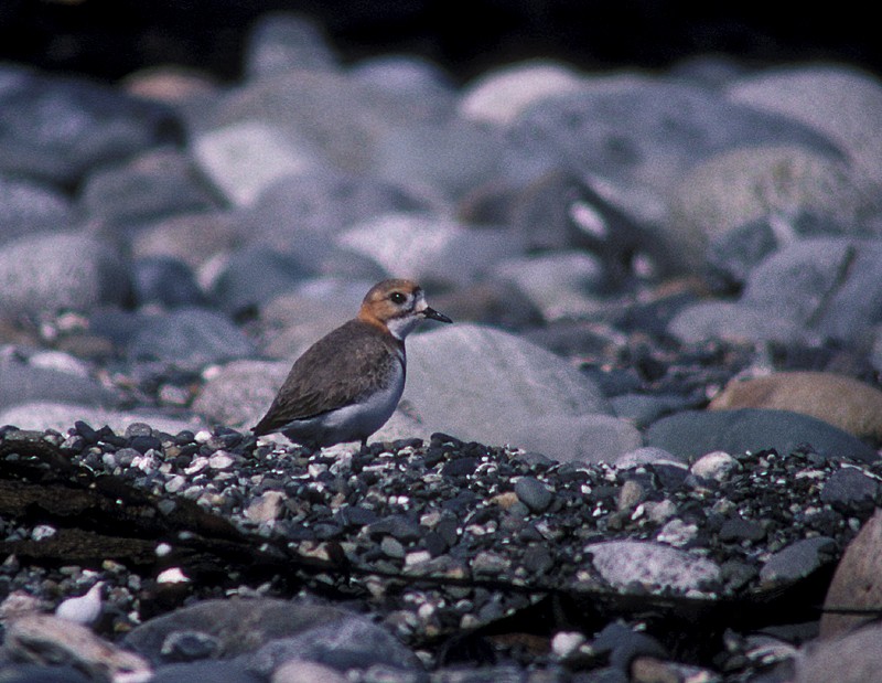 Two-banded Plover - Martin  Flack