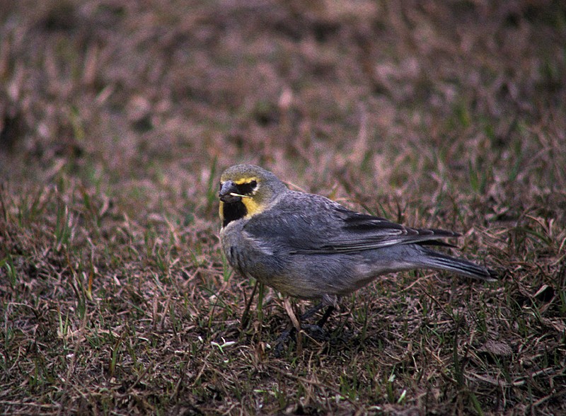 Yellow-bridled Finch (White-tailed) - Martin  Flack