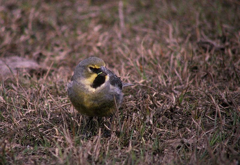 Yellow-bridled Finch (White-tailed) - eBird