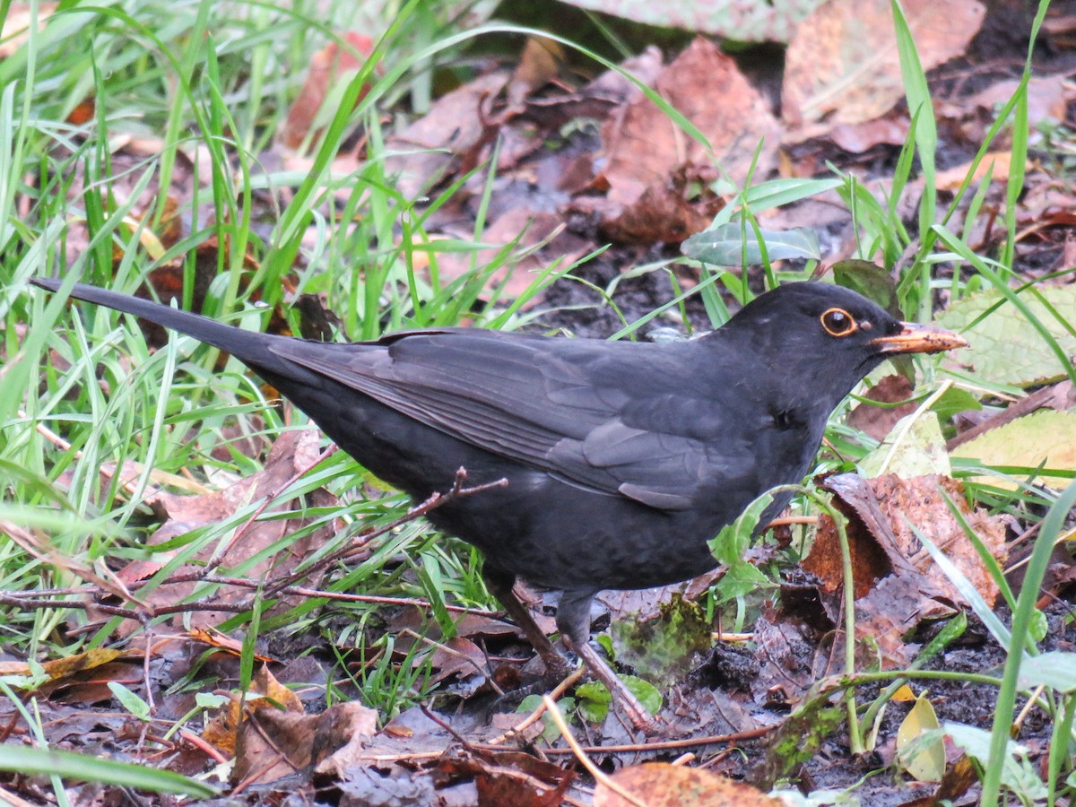 Eurasian Blackbird - martin achtman