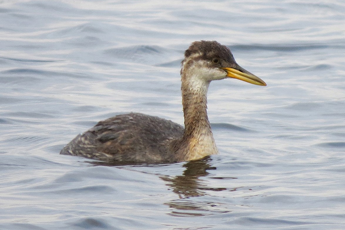 Red-necked Grebe - ML20477901