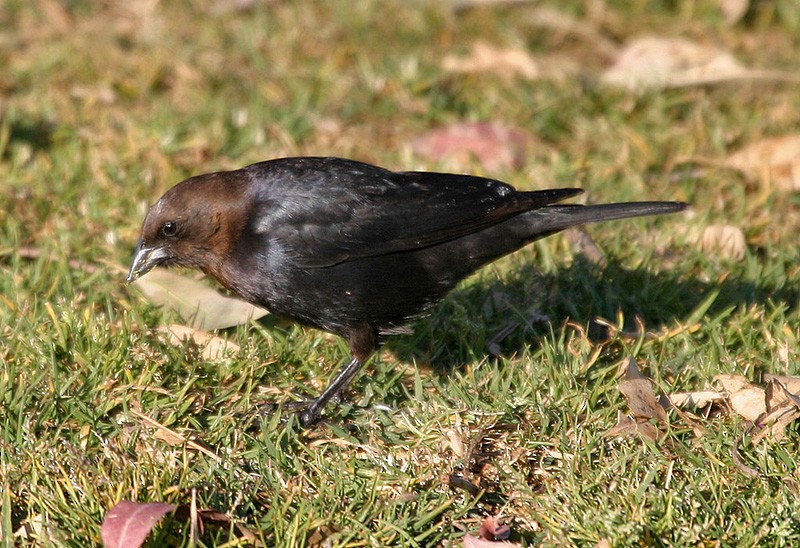 Brown-headed Cowbird - Peter Vercruijsse