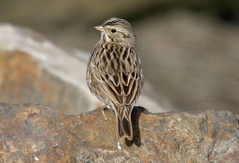 Savannah Sparrow (Savannah) - Peter Vercruijsse
