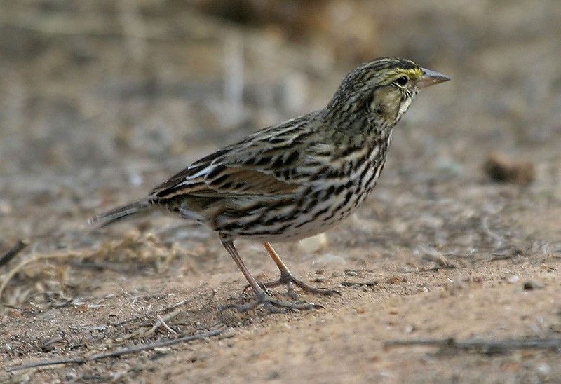Savannah Sparrow (Belding's) - Peter Vercruijsse