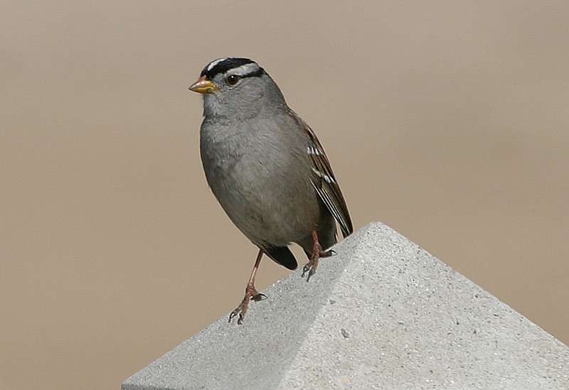White-crowned Sparrow - Peter Vercruijsse
