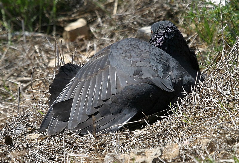 Rock Pigeon (Feral Pigeon) - Peter Vercruijsse