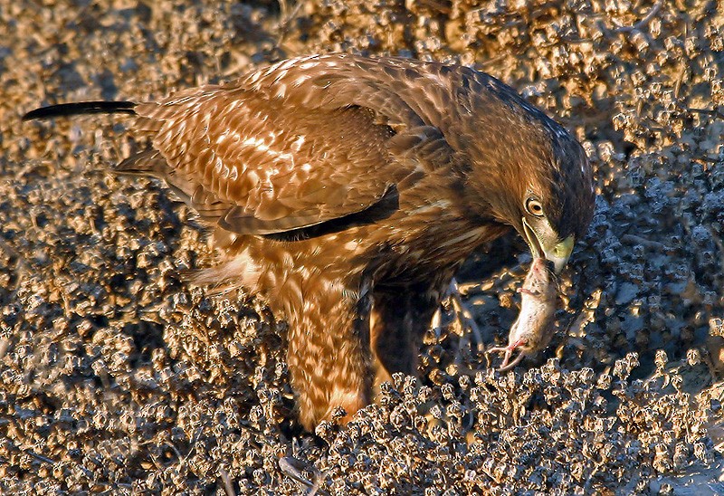 Red-tailed Hawk (calurus/alascensis) - Peter Vercruijsse