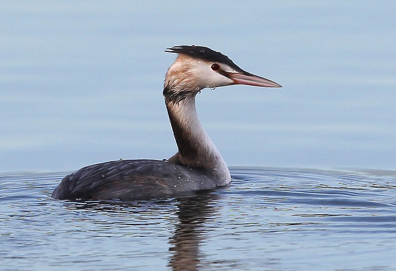 Great Crested Grebe - ML204779231