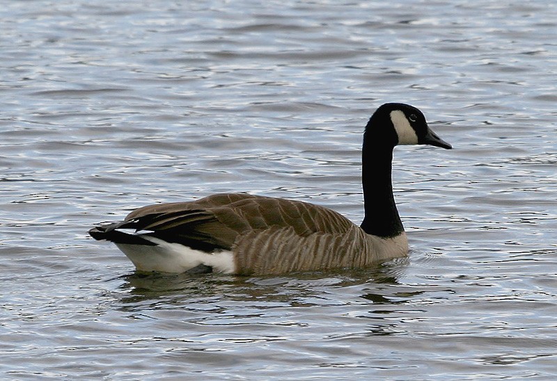 Canada Goose - Peter Vercruijsse