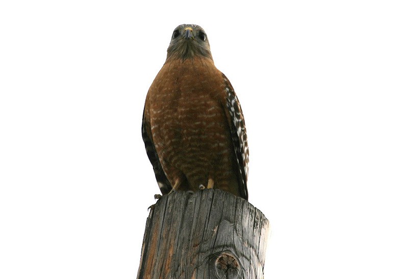 Red-shouldered Hawk (elegans) - Peter Vercruijsse