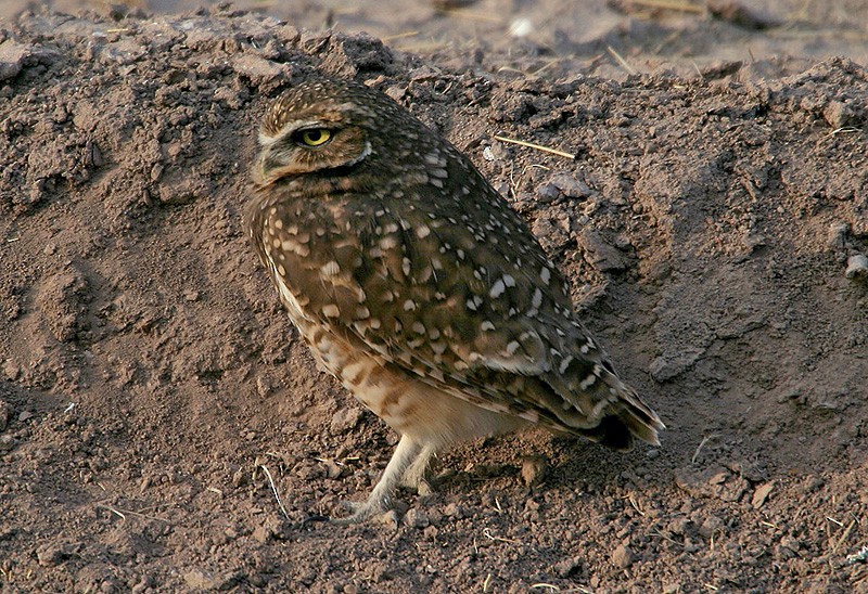 Burrowing Owl (Western) - Peter Vercruijsse
