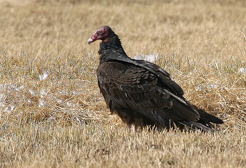 Turkey Vulture (Northern) - Peter Vercruijsse