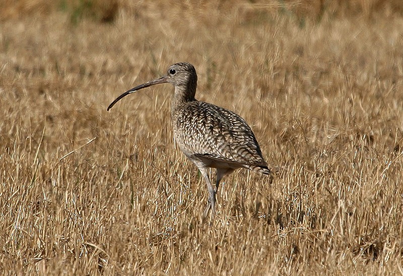 Long-billed Curlew - ML204779601