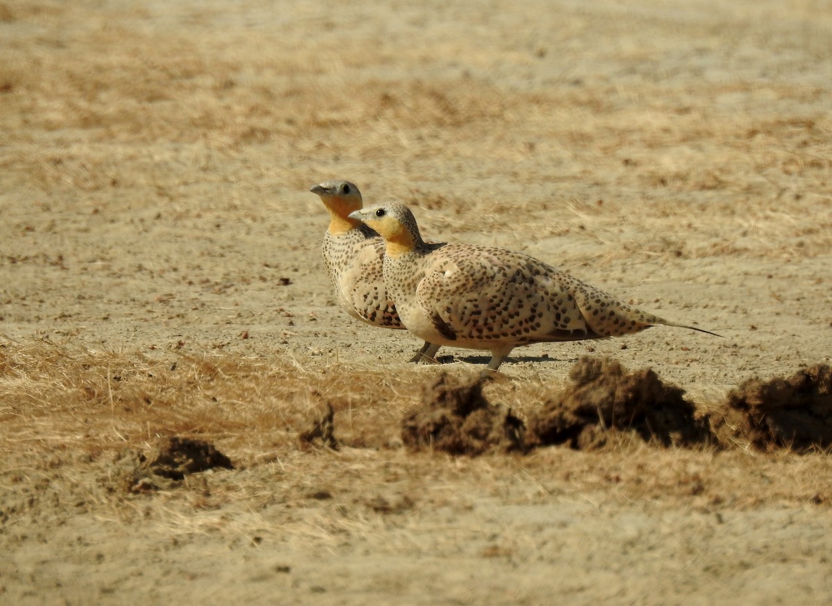 Spotted Sandgrouse - Shivam Tiwari