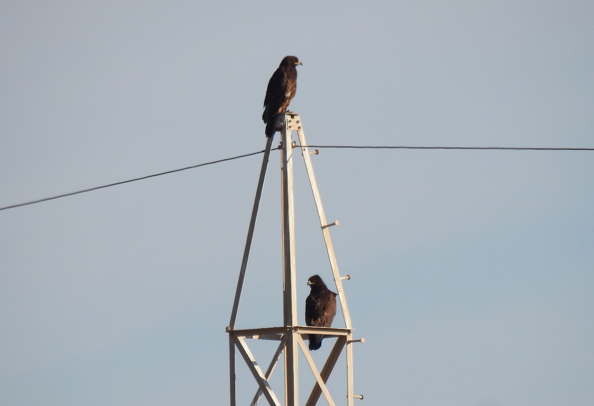 Greater Spotted Eagle - Shivam Tiwari