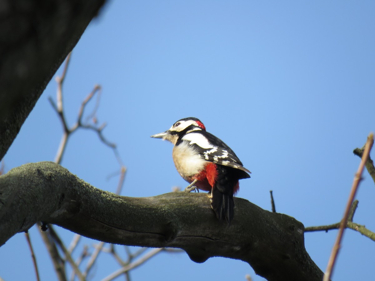 Great Spotted Woodpecker (Great Spotted) - ML204780971