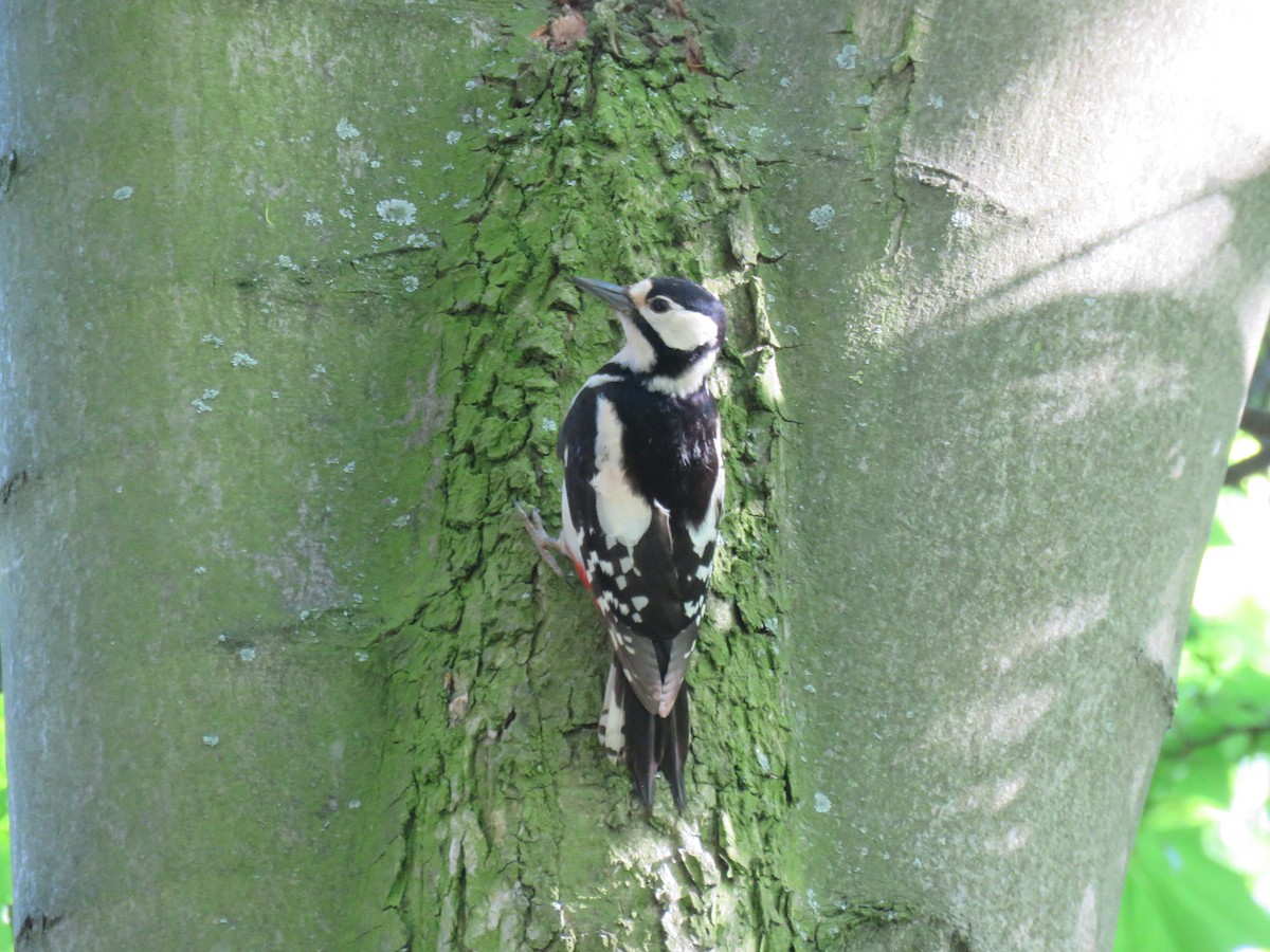 Great Spotted Woodpecker (Great Spotted) - martin achtman