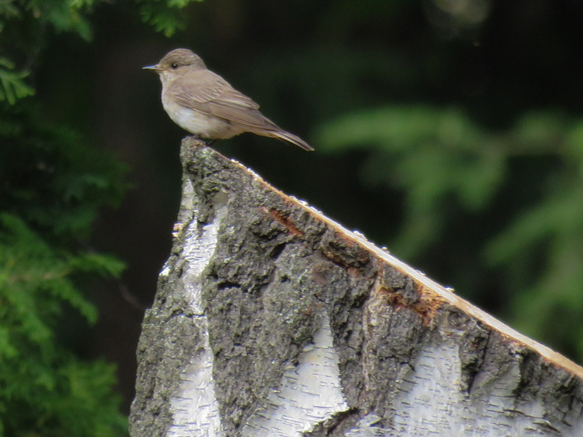 Spotted Flycatcher (Spotted) - martin achtman