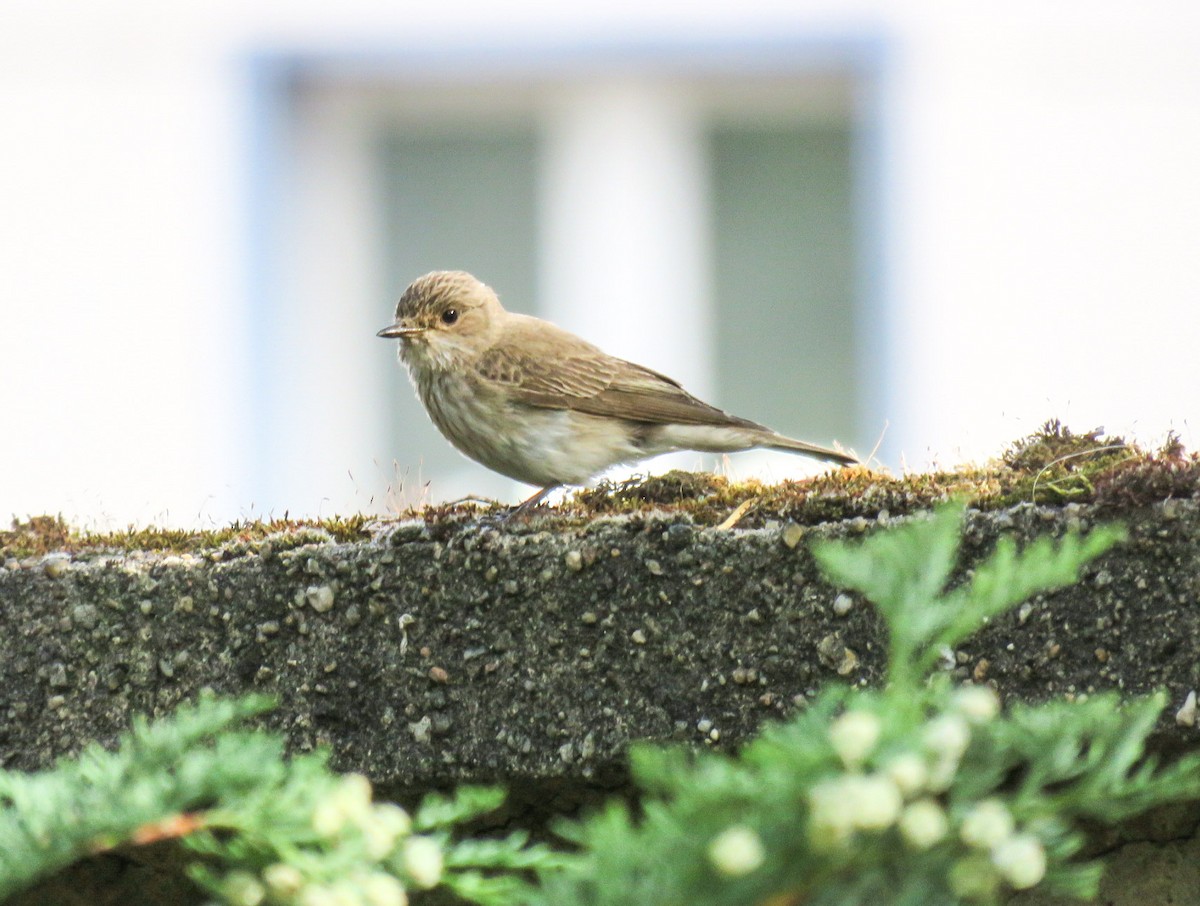 Spotted Flycatcher (Spotted) - ML204781301