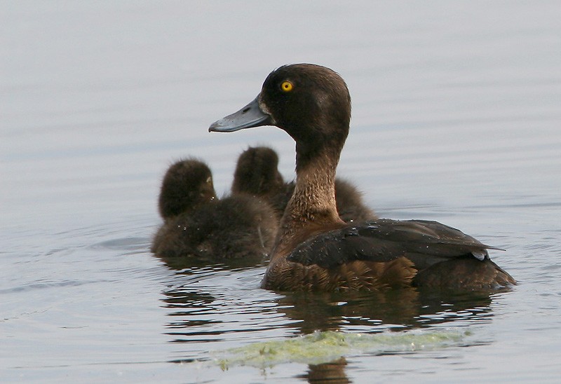 Tufted Duck - ML204781451