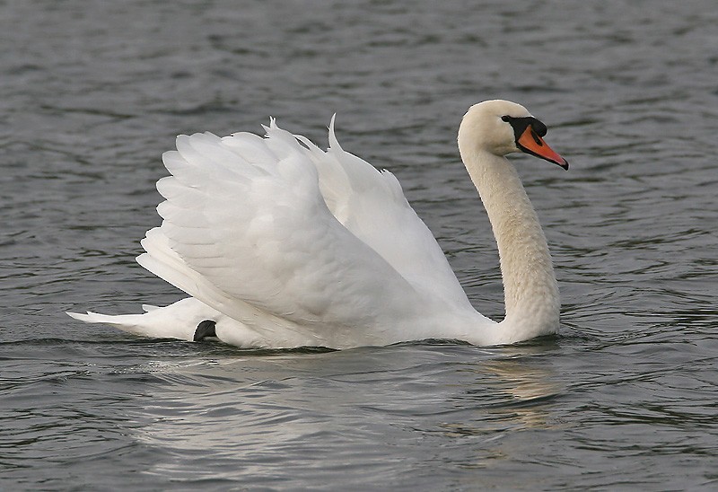 Mute Swan - Peter Vercruijsse