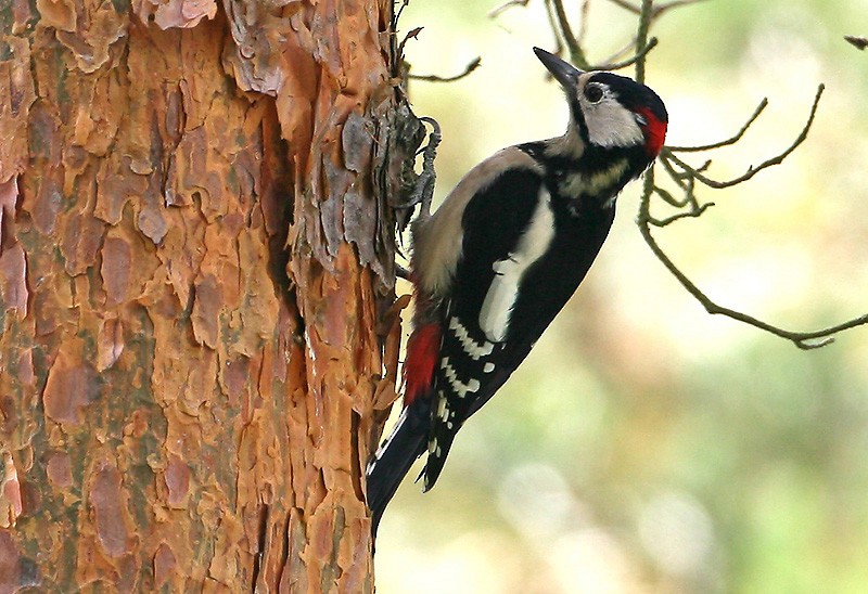 Great Spotted Woodpecker (Great Spotted) - Peter Vercruijsse