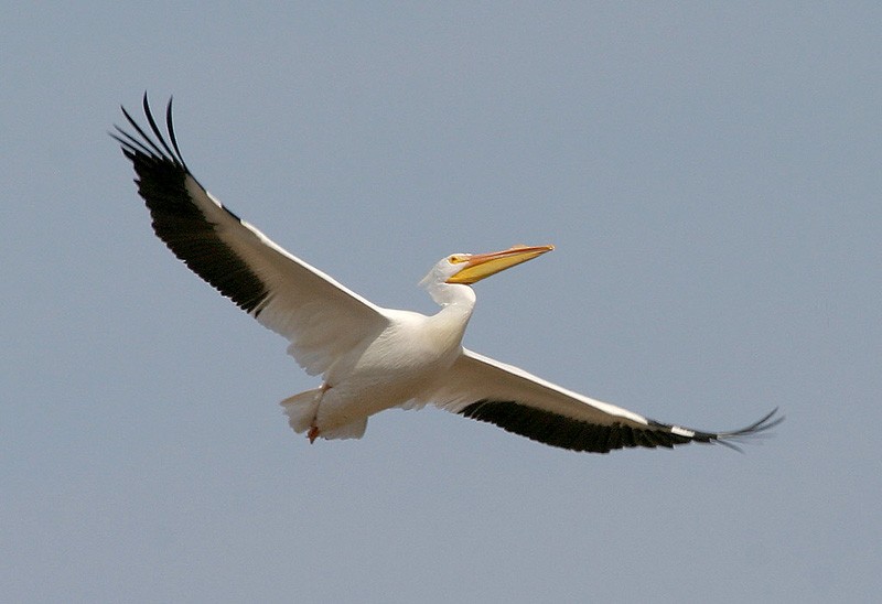 American White Pelican - Peter Vercruijsse