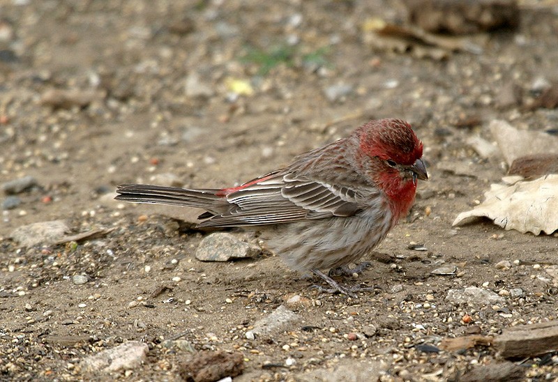 House Finch (Common) - ML204781761