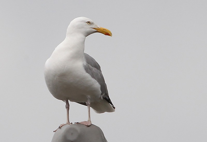 Herring Gull (European) - Peter Vercruijsse