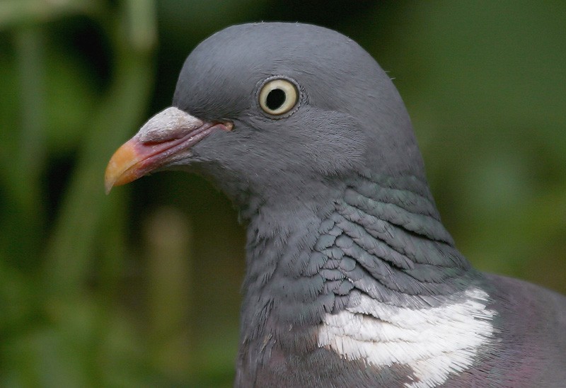 Common Wood-Pigeon (White-necked) - Peter Vercruijsse