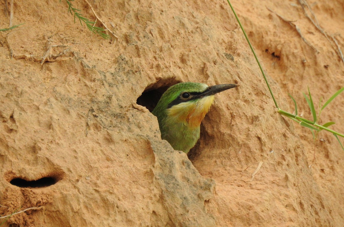 Blue-cheeked Bee-eater - ML204782021