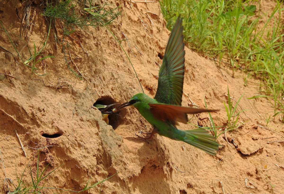 Blue-cheeked Bee-eater - ML204782031