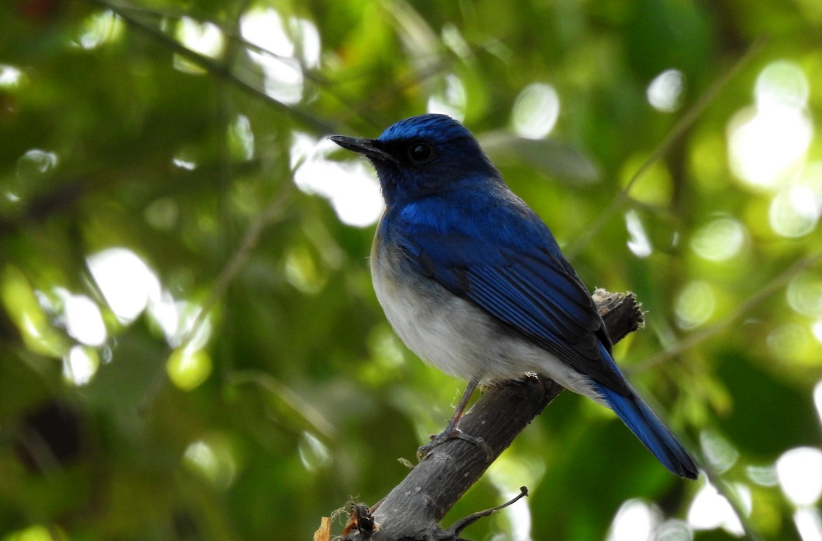 Blue-throated Flycatcher - Shivam Tiwari