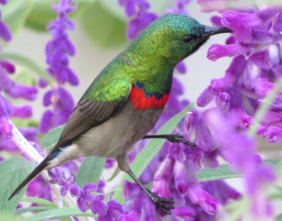 Southern Double-collared Sunbird - ML204782151