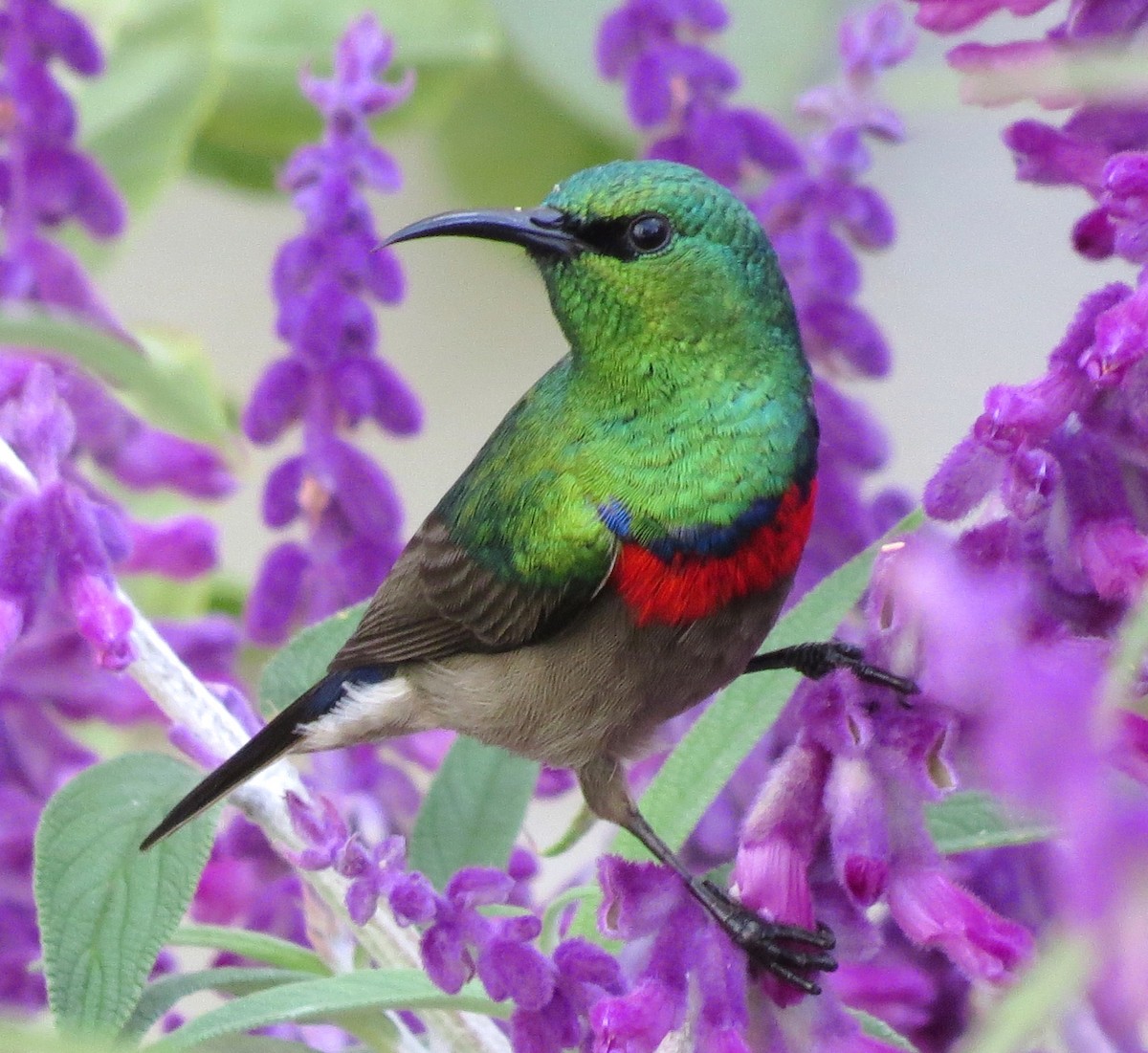 Southern Double-collared Sunbird - ML204782161