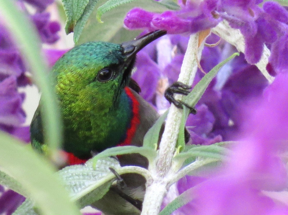 Southern Double-collared Sunbird - Paul Forte
