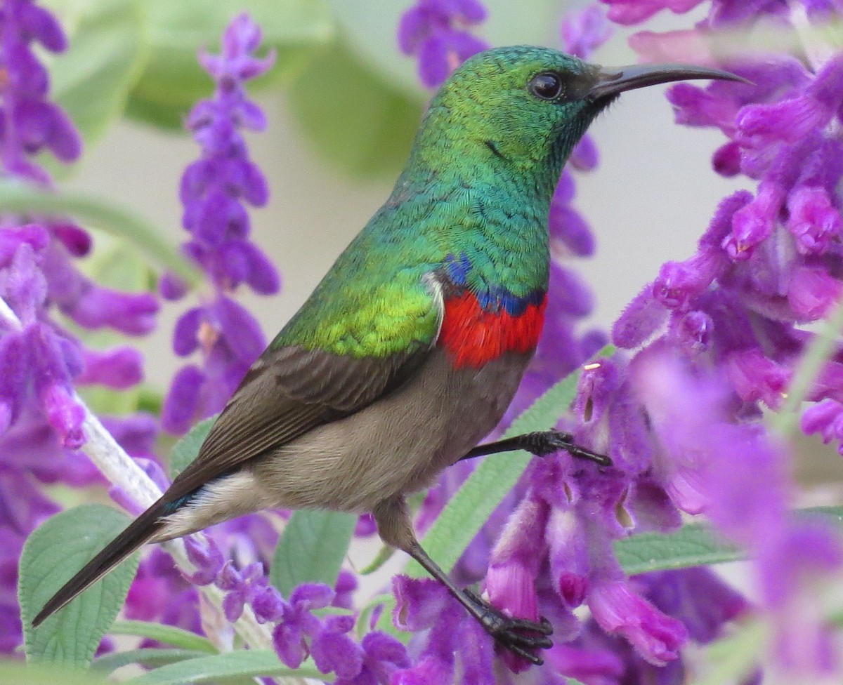 Southern Double-collared Sunbird - ML204782181