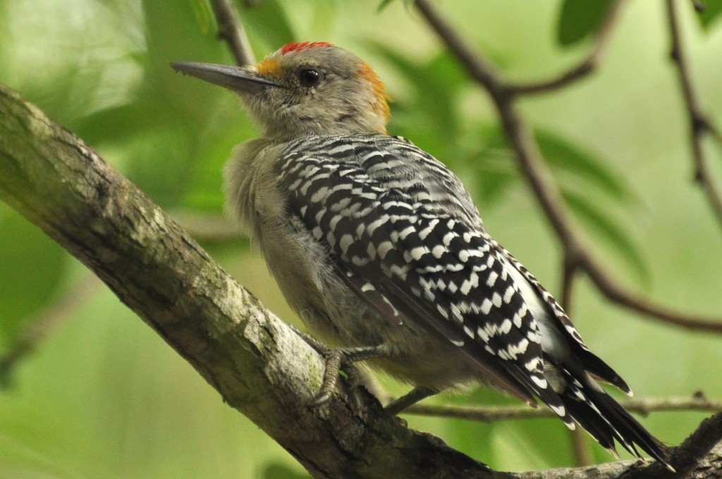 Golden-fronted Woodpecker (Northern) - ML204782301