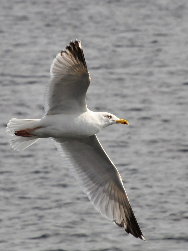 Herring Gull (European) - ML204782341