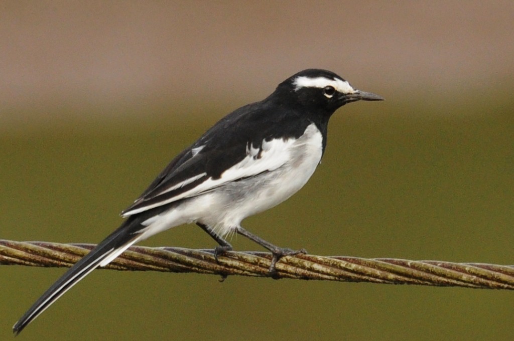 White-browed Wagtail - ML204782351