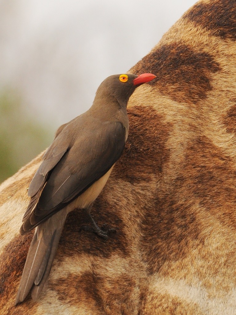 Red-billed Oxpecker - ML204782391