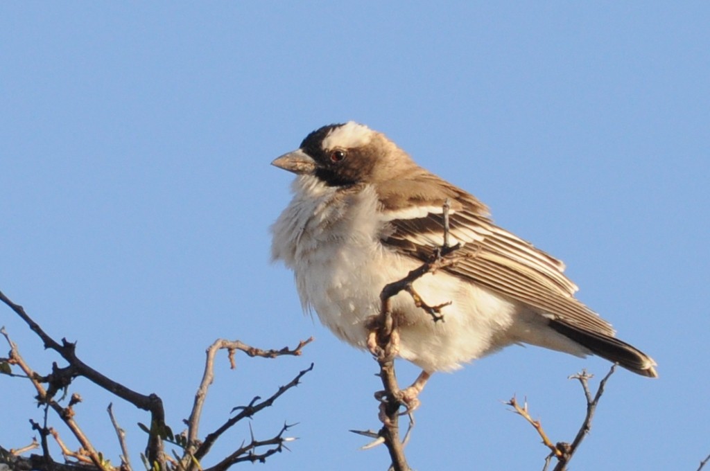 White-browed Sparrow-Weaver (White-breasted) - Johannes Pfleiderer