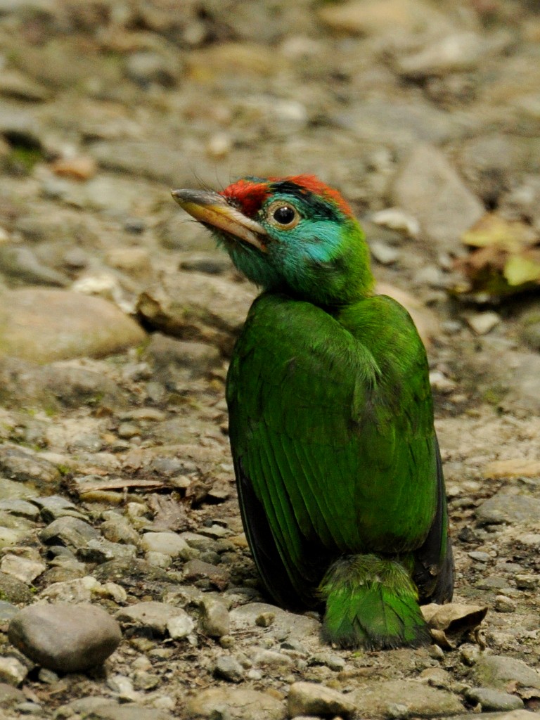 Blue-throated Barbet (Red-crowned) - ML204782561