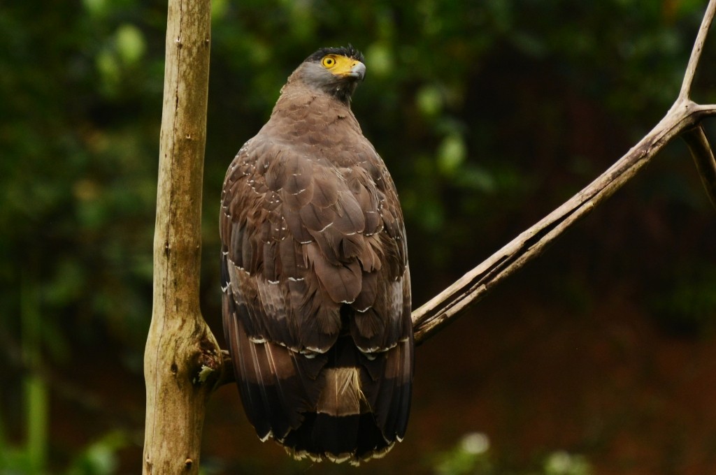 Crested Serpent-Eagle (Crested) - Johannes Pfleiderer