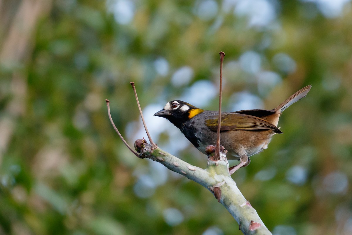 White-eared Ground-Sparrow - Martin  Flack