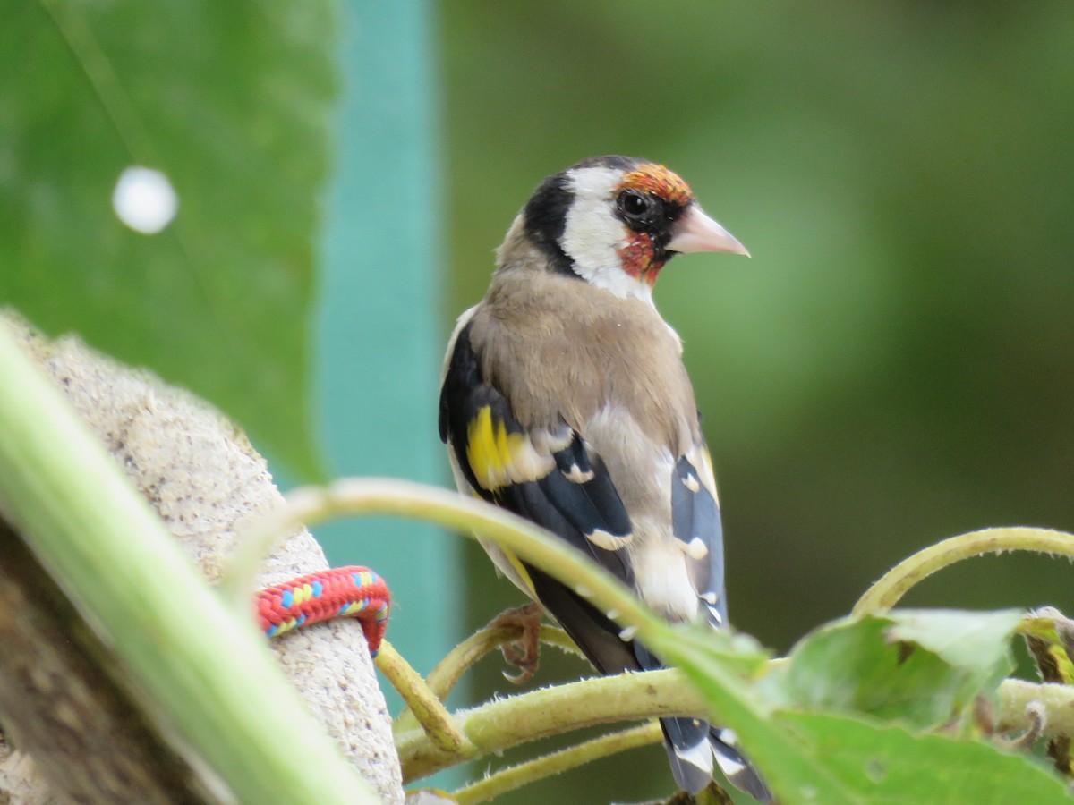 European Goldfinch (European) - martin achtman