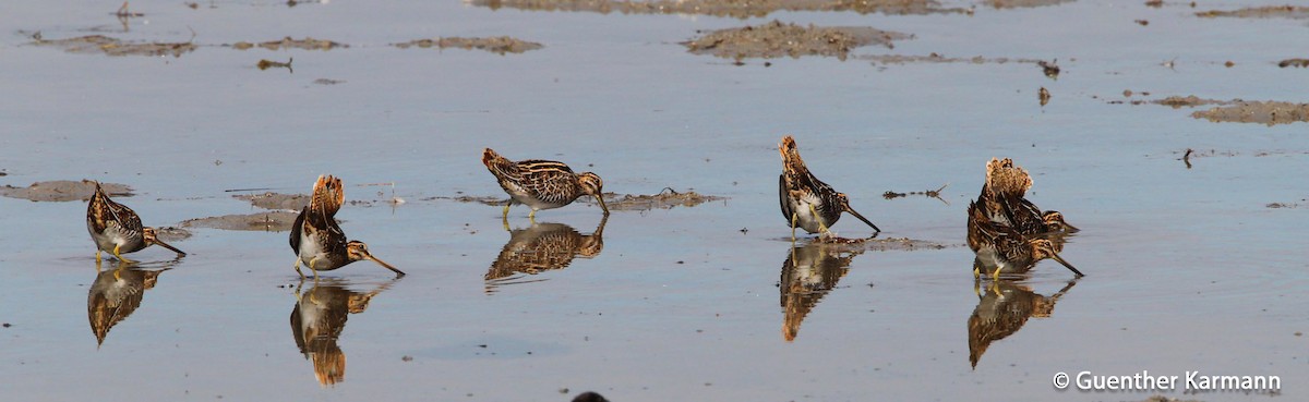 Common Snipe - Guenther  Karmann