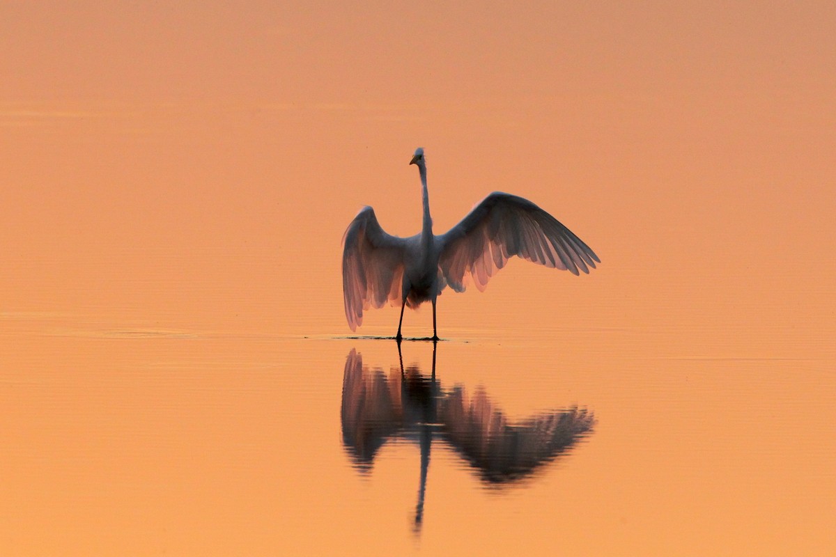 Great Egret (alba) - Guenther  Karmann