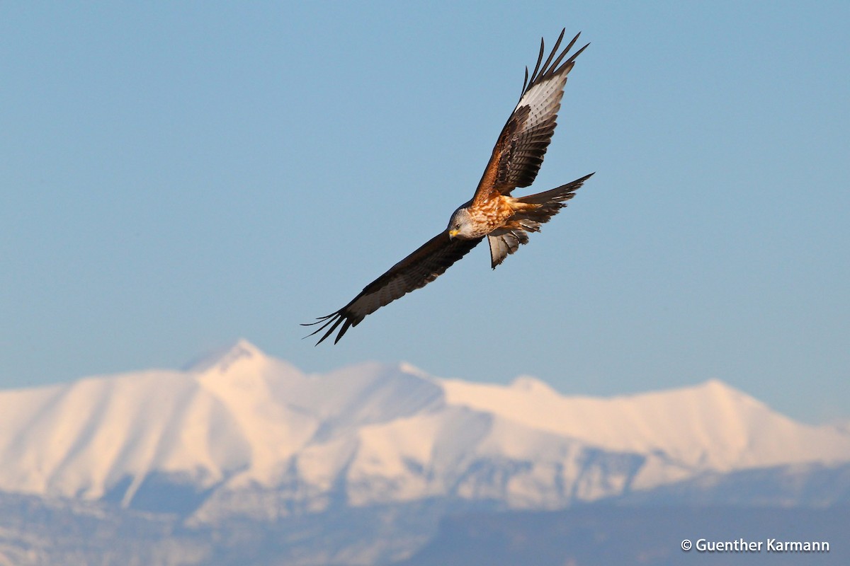 Red Kite (Red) - Guenther  Karmann