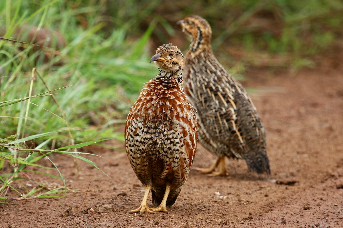 Shelley's Francolin - Guenther  Karmann